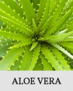 Button_Aloe