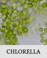 Button_Chlorella