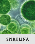 Button_Spirulina