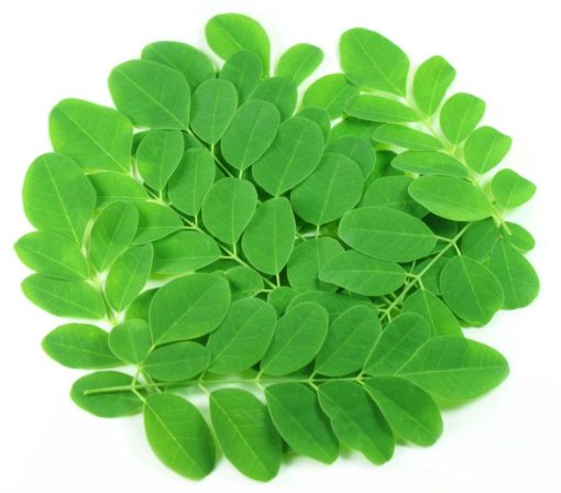 Moringa Pulver 100g Bio & Raw – Bild 3