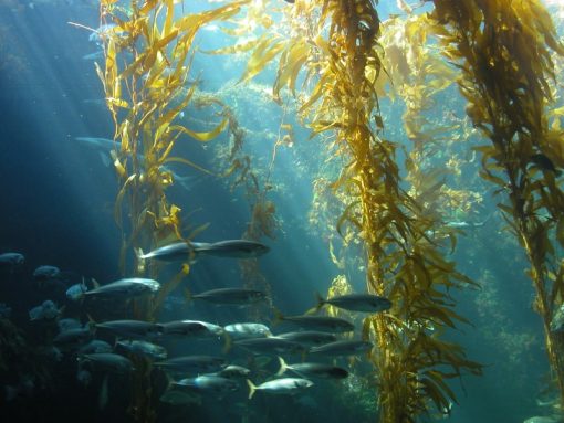 Kelp Pulver aus Kanada 100g Bio – Bild 3
