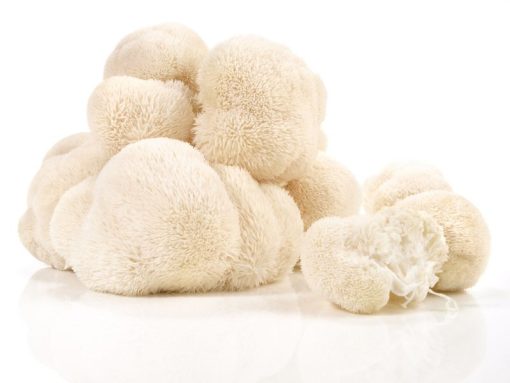 Lions Mane Hericium Extrakt Pulver Bio – Bild 6