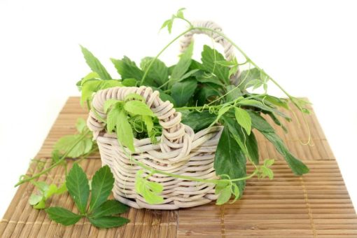 Jiaogulan Blätter aus Wildsammlung 100g – Bild 4
