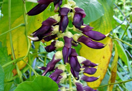 Mucuna Pulver Bio – Bild 3