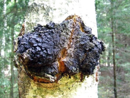 Wild Chaga Extrakt Pulver aus Sibirien Bio – Bild 5