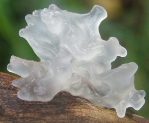Tremella Pulver Bio & Roh 100g – Bild 5