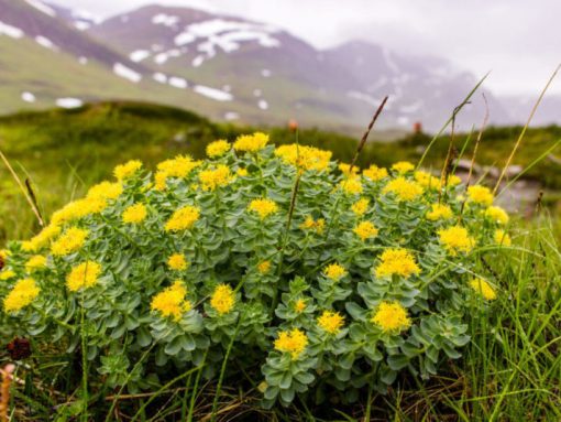 Rhodiola Extrakt Pulver 3% Rosavin – Bild 4