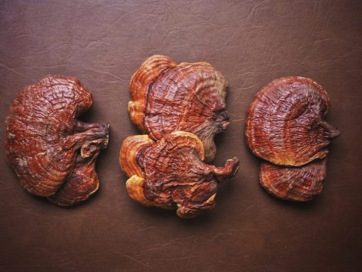 Reishi Sporen Bio Premium Pulver – Bild 5