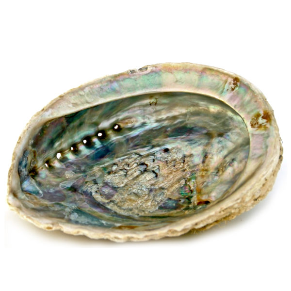 Abalone Räuchermuschel