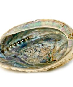 Abalone Räuchermuschel