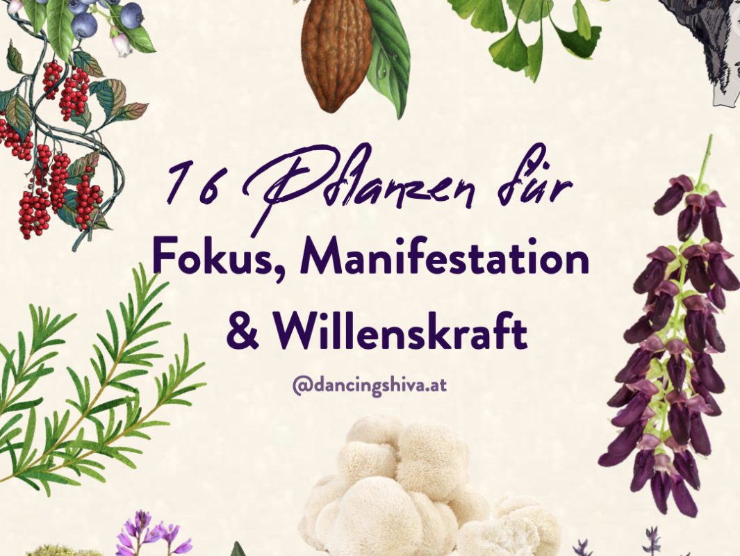 16 Pflanzen für Fokus, Manifestation und Willenskraft - Dancing Shiva Vienna Pflanzenkraftwerk