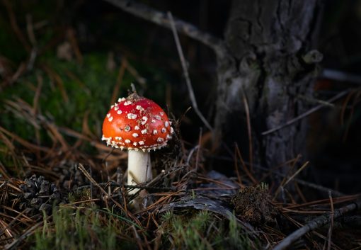 Räucherwerk Amanita Muscaria Kappen 1A Qualität - Wildsammlung aus den Karpaten 25g – Bild 4