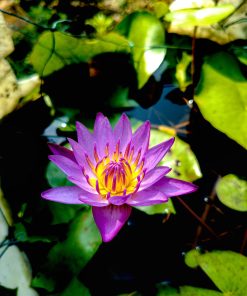 blue lotus 1