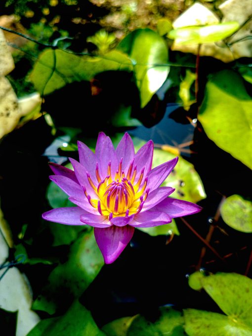 blue lotus 1