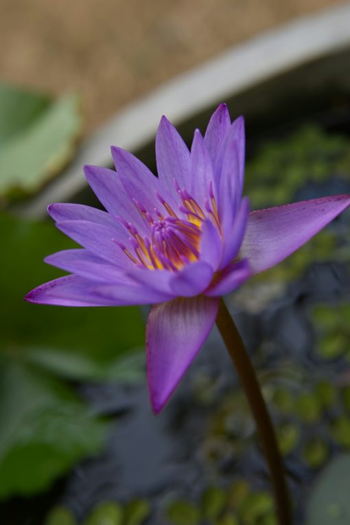 blue lotus 2